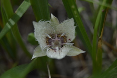Calochortus westonii