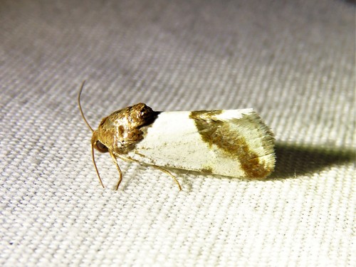 Cream-winged Bird-dropping Moth photo 5