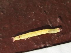 Bastilla absentimacula