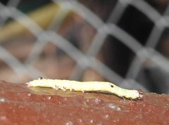 Bastilla absentimacula