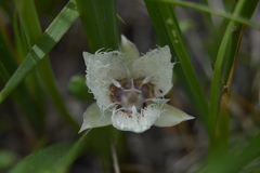 Calochortus westonii