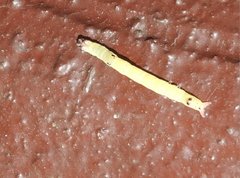 Bastilla absentimacula