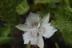 Calochortus westonii