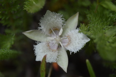 Calochortus westonii