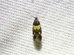 Triclonella determinatella