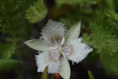 Calochortus westonii