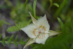 Calochortus westonii