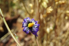 Conanthera bifolia