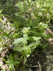 Gratiola neglecta