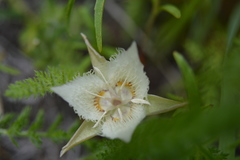 Calochortus westonii