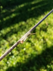 Orgyia leucostigma