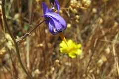 Conanthera bifolia
