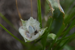 Calochortus westonii