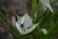 Calochortus westonii