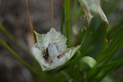 Calochortus westonii