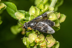 Chrysops carbonarius