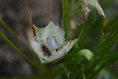 Calochortus westonii
