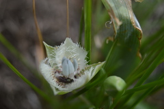 Calochortus westonii