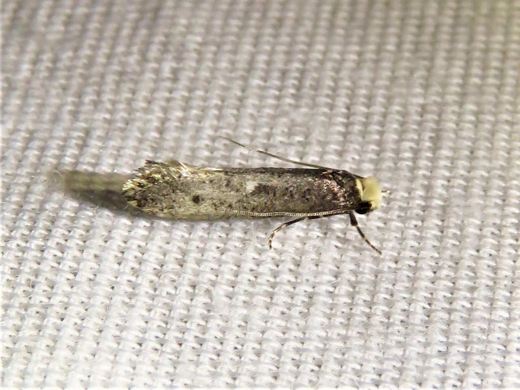 Western Clothes Moth