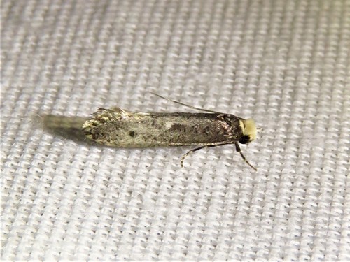 Western Clothes Moth