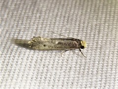 Tinea occidentella