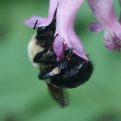 Bombus bimaculatus