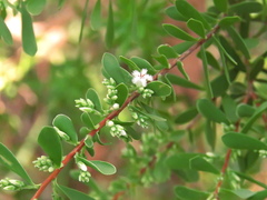 Styphelia mutica