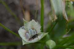 Calochortus westonii