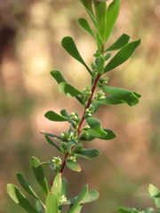 Styphelia mutica