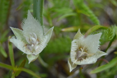 Calochortus westonii