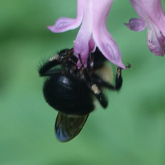 Bombus bimaculatus