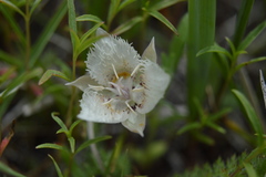 Calochortus westonii