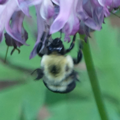 Bombus bimaculatus