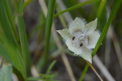 Calochortus westonii
