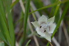 Calochortus westonii