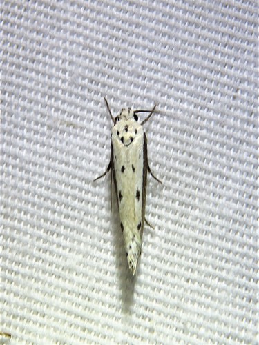 Ethmia mirusella photo 4