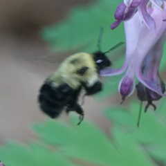 Bombus bimaculatus