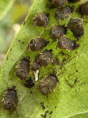 Eurypepla calochroma floridensis