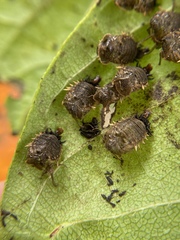 Eurypepla calochroma floridensis