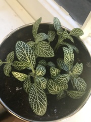 Fittonia