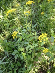 Zizia aurea