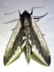 Sphinx drupiferarum