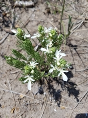 Teucrium laciniatum