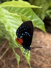 Eumaeus atala