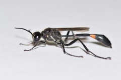Ammophila urnaria