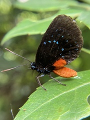 Eumaeus atala