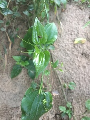 Smilax tamnoides