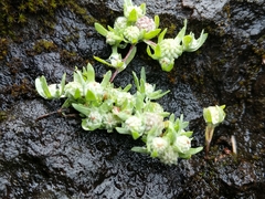 Psilocarphus elatior