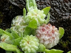 Psilocarphus elatior