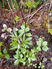 Cardamine nuttallii